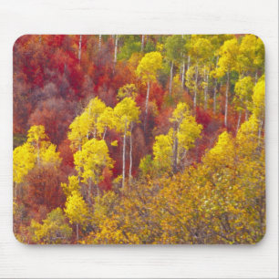 Tapis De Souris Trembles colorés dans Logan Canyon Utah en 2