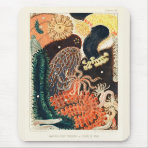 Tapis De Souris Trepang de la Grande Barrière vintage ou Bêche-de-