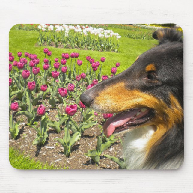 Tapis De Souris Tri Collie N the Tulips Mouse Pad (Devant)