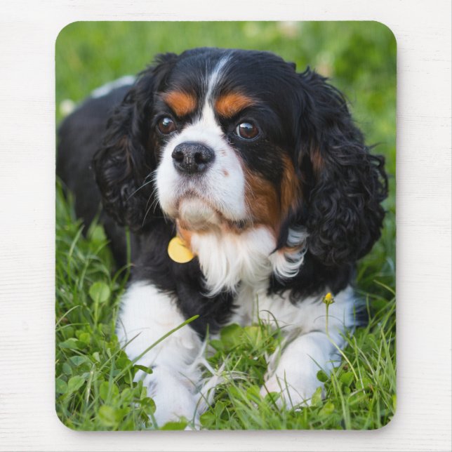 Tapis De Souris Tri Couleur Cavalier King Charles Spaniel Chien Ch (Devant)