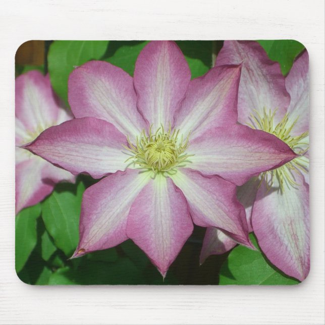 Tapis De Souris Trio de Clematis Pink and White Spring Vine (Devant)