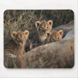 Tapis De Souris Trio des petits Lion de six semaines assis
