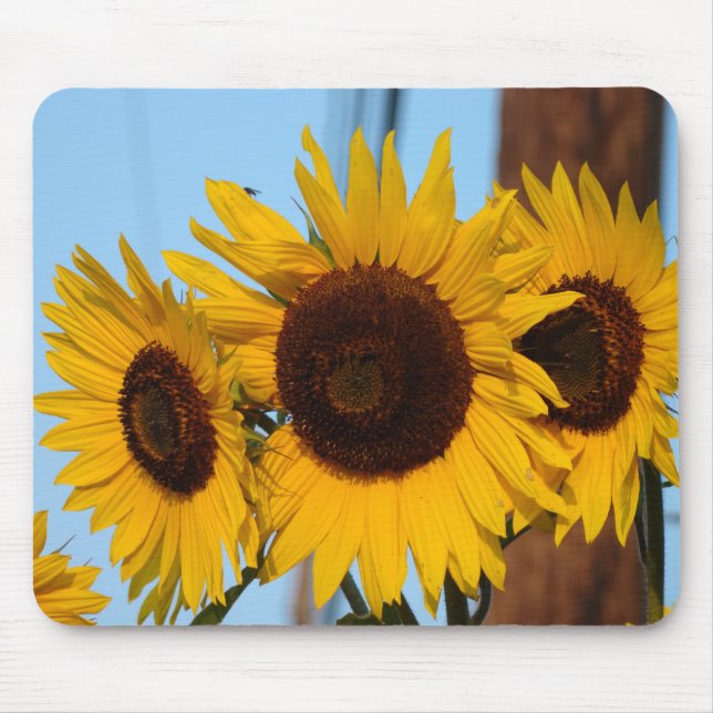 Tapis De Souris Trio Mousepad de tournesol (Devant)
