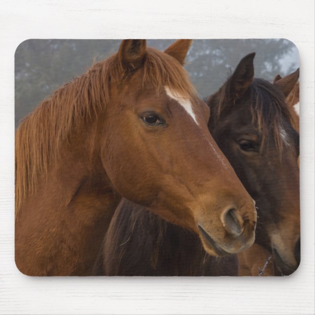 Tapis De Souris Triplets de chevaux (Devant)