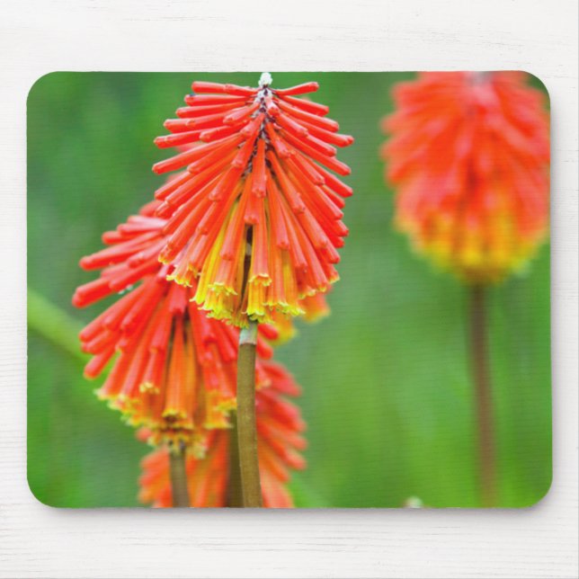 Tapis De Souris Tritome (Kniphofia Uvaria), Cap-Occidental (Devant)