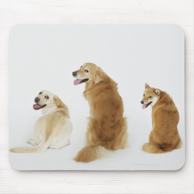 Tapis De Souris Trois chiens regardant la caméra (Devant)