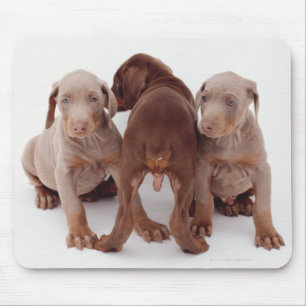 Tapis De Souris Trois chiots Doberman pinscher