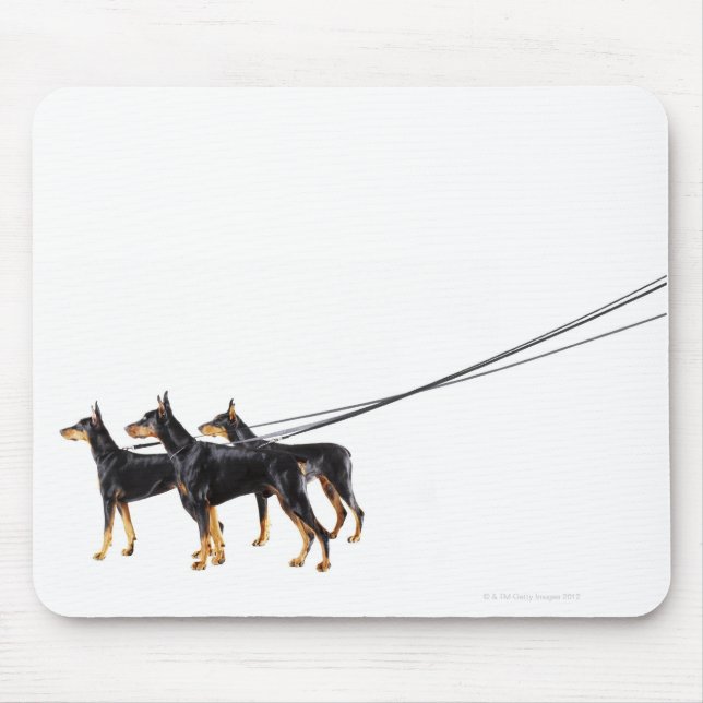 Tapis De Souris Trois Dobermans en laisse (Devant)