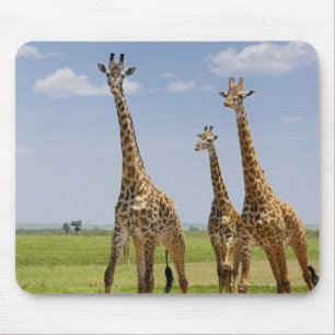 Tapis De Souris trois girafes masaïs, Giraffa camelopardalis