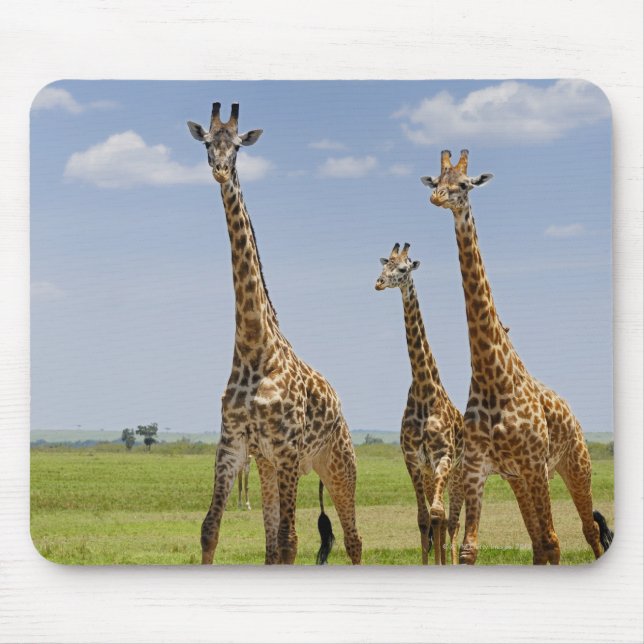 Tapis De Souris trois girafes masaïs, Giraffa camelopardalis (Devant)