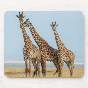 Tapis De Souris Trois girafes posant