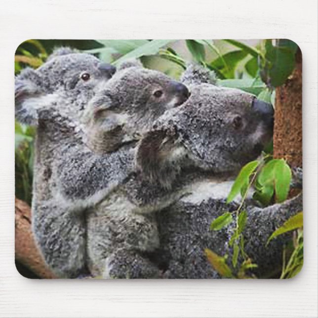Tapis De Souris Trois Koala dans un arbre (Devant)
