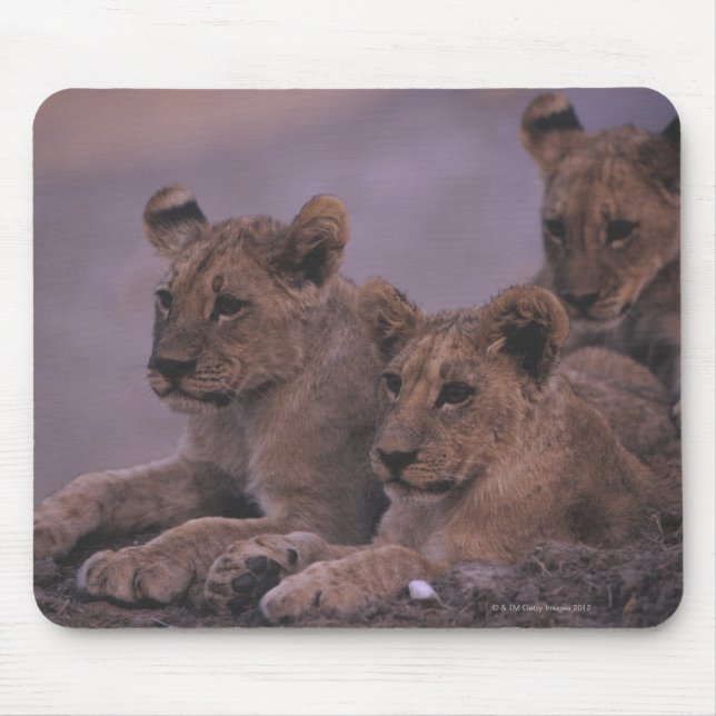 Tapis De Souris Trois Lions Cubs (Devant)