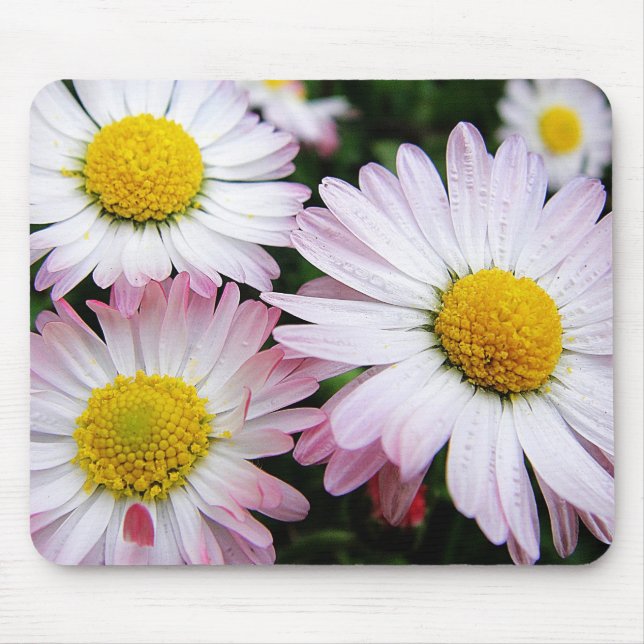 Tapis De Souris Trois marguerites rose mousepad (Devant)