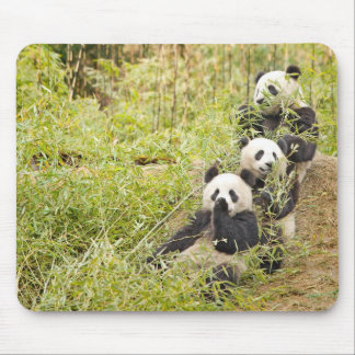 Tapis De Souris Trois panda mâchant CUB Mousepad