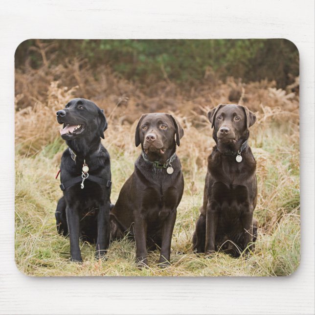 Tapis De Souris Trois récupérateurs Black Labrador (Devant)