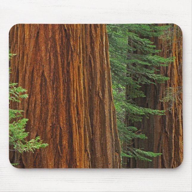 Tapis De Souris troncs de Séquoia géant en forêt, Yosemite (Devant)