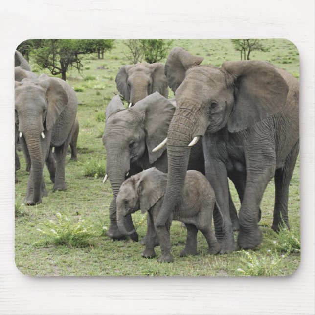 Tapis De Souris Troupeau d'éléphants d'Afrique (Devant)