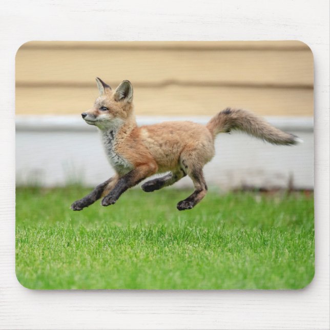 Tapis De Souris Trousse Red Fox dans la vallée de l'Hudson (Devant)