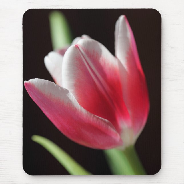 Tapis De Souris Tulip (Devant)