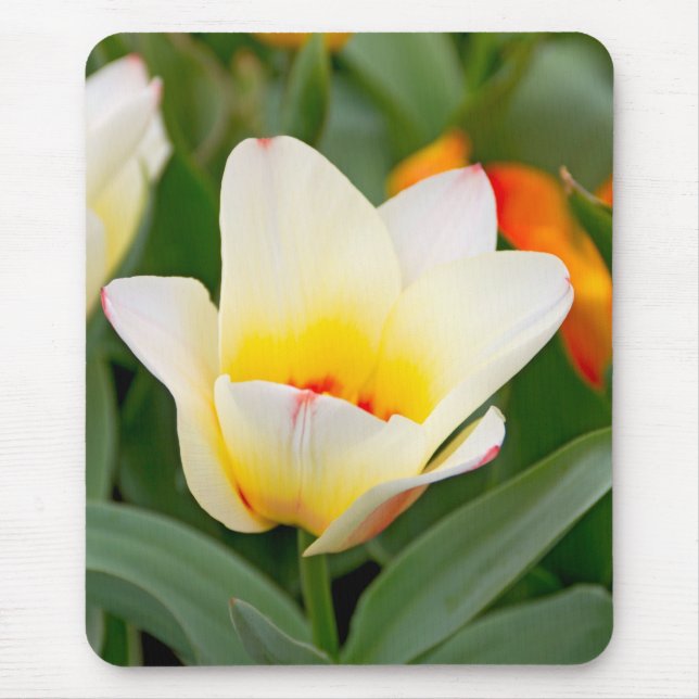 Tapis De Souris Tulip (Devant)