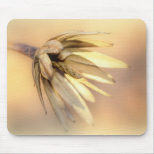 Tapis De Souris Tulip Poplar Graine vide Pod