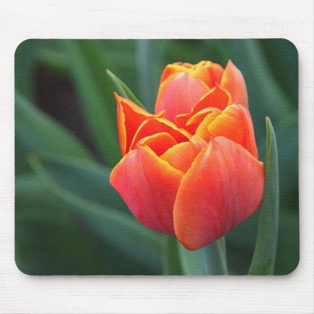 Tapis De Souris Tulipe orange (Devant)