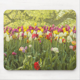 Tapis De Souris Tulipes colorées dans un parc