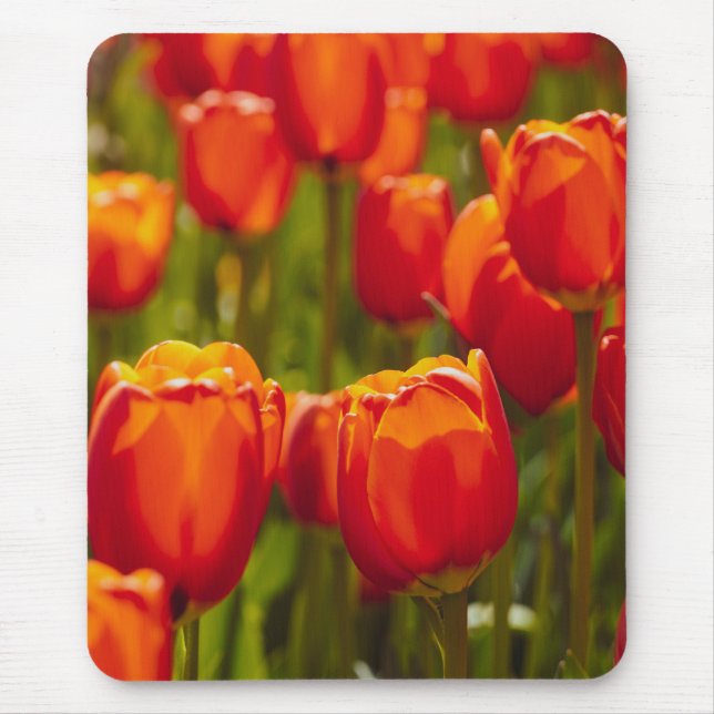 Tapis De Souris Tulipes rouges impression photographique. (Devant)
