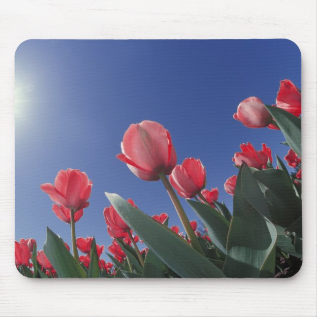 Tapis De Souris Tulipes rouges sous un angle très bas, Cincinnati, (Devant)