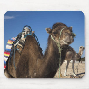 Tapis De Souris Tunisie, désert du Sahara, Douz, Zone Touristique,