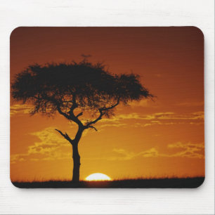 Tapis De Souris Umbrella Thorn Acacia, Acacia tortilis,