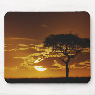 Tapis De Souris Umbrella Thorn Acacia, Acacia tortilis,