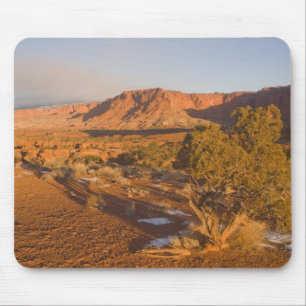 Tapis De Souris Un arbre de genévrier de l'Utah Juniperus osteospe