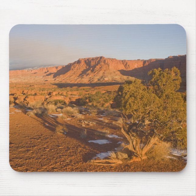 Tapis De Souris Un arbre de genévrier de l'Utah Juniperus osteospe (Devant)