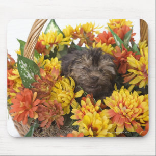 Tapis De Souris Un chiot de Yorkie-Poo dans un panier d'artificiel