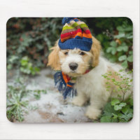 Un chiot doux de Cavachon dans un casquette et une