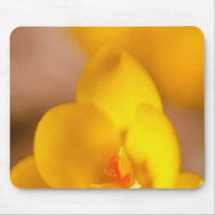 Tapis De Souris Un crocus jaune fleurit à Portsmouth, Nouveau