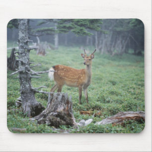 Tapis De Souris Un jeune cerf commun dans une clairière de forêt