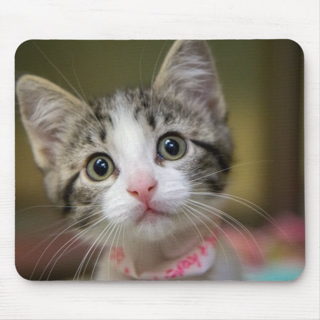 Tapis De Souris Un mignon chaton aux yeux verts (Devant)