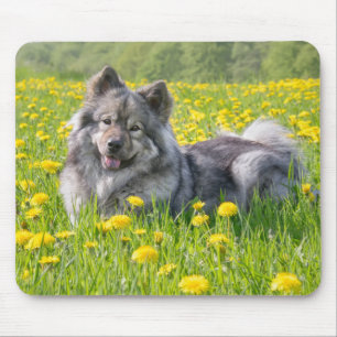 Tapis De Souris Un mignon chien Eurasier dans un pré-fleur des pou