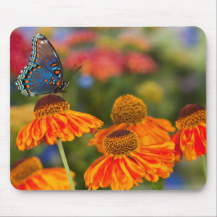 Tapis De Souris Un Papilio troilus, Papilio troilus