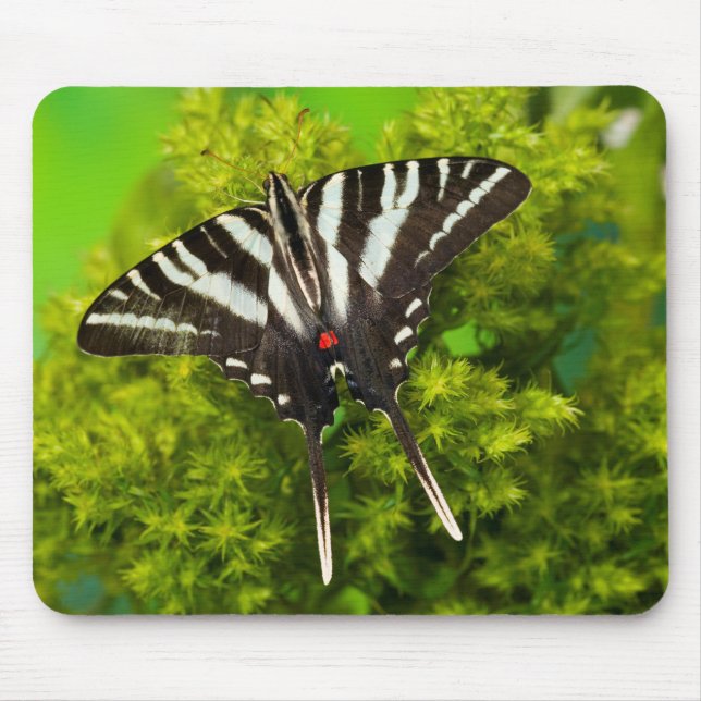 Tapis De Souris Un papillon swallowtail nord-américain (Devant)