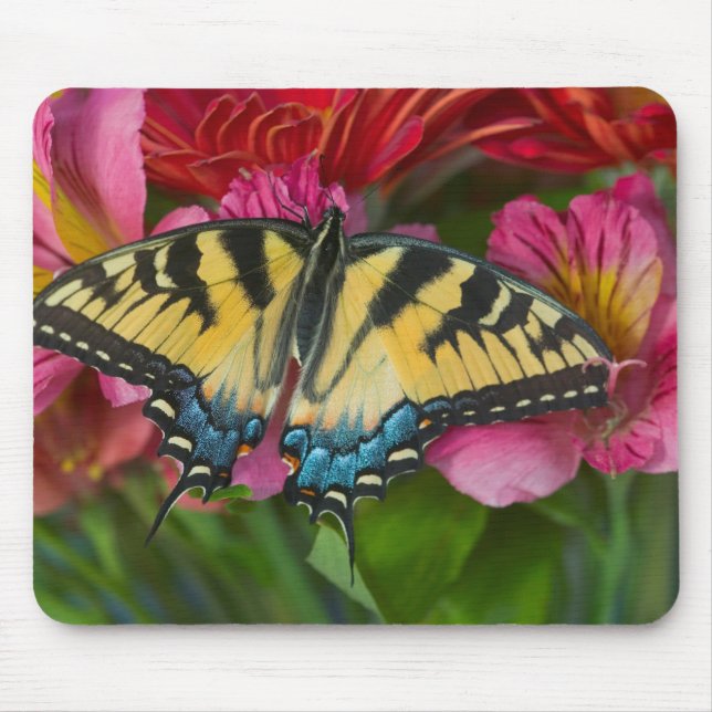 Tapis De Souris Un papillon swallowtail tigre (Devant)