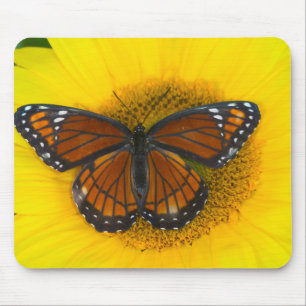 Tapis De Souris Un papillon vice-roi Limenitis Archippus