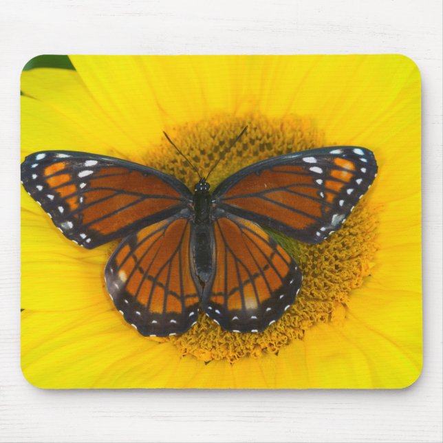 Tapis De Souris Un papillon vice-roi | Limenitis Archippus (Devant)