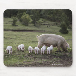Tapis De Souris Un porc avec des porcelets dans un domaine