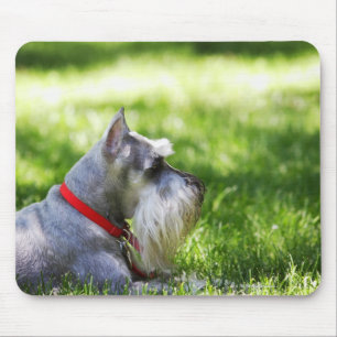 Tapis De Souris Un Schnauzer s'étendant dans l'herbe
