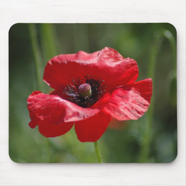Tapis De Souris Un seul pavot rouge (Devant)