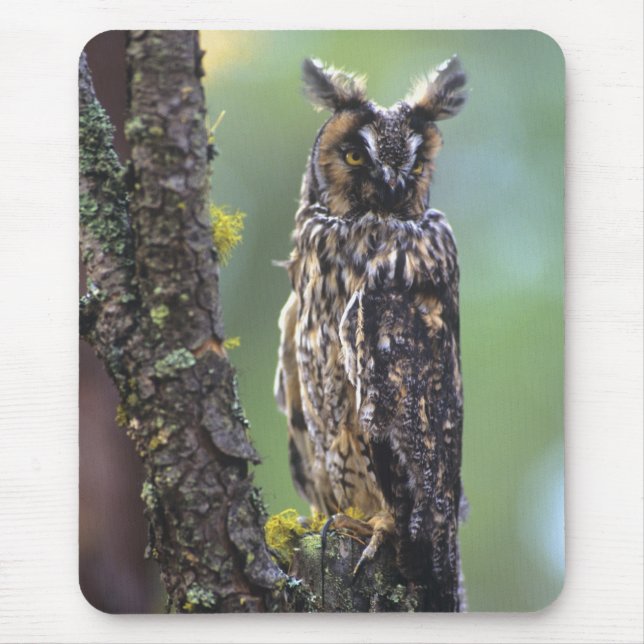 Tapis De Souris Une chouette effraie perchée sur une branche d'arb (Devant)